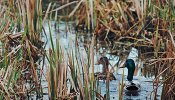 Ducks in marsh